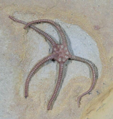 Exceptional Jurassic Brittle Star (Palaeocoma) - Lyme Regis #38939